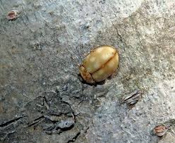 Attēlu rezultāti vaicājumam “Calvia quatuordecimguttata”