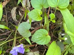 Attēlu rezultāti vaicājumam “Viola reichenbachiana leaf”