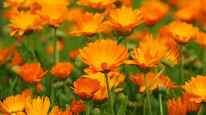 Attēlu rezultāti vaicājumam “Calendula officinalis flower”