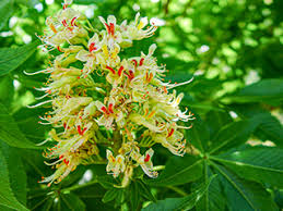 Attēlu rezultāti vaicājumam “Aesculus”