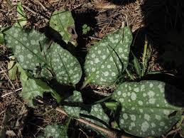 Image result for Lungenkraut