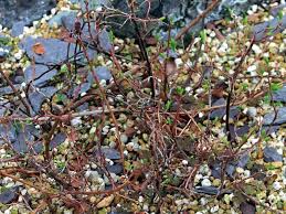 Attēlu rezultāti vaicājumam “Vaccinium uliginosum bud”