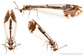 Attēlu rezultāti vaicājumam “Neuroptera”