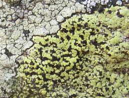 Attēlu rezultāti vaicājumam “Rhizocarpon geographicum”