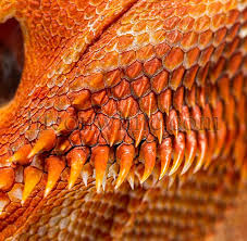 Image result for reptile scales