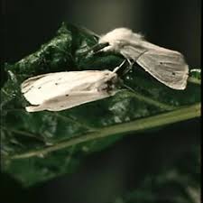 Attēlu rezultāti vaicājumam “Arctiidae”