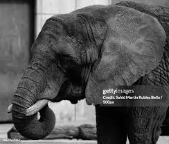 Image result for sad elephant