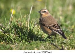 Attēlu rezultāti vaicājumam “Oenanthe oenanthe female”