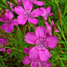 Attēlu rezultāti vaicājumam “Dianthus deltoides flower”