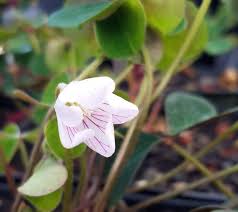 Attēlu rezultāti vaicājumam “Oxalis acetosella flower”