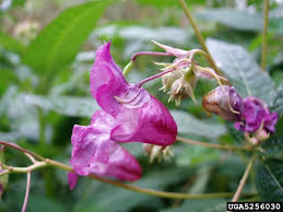 Image result for Impatiens glandulifera