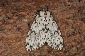 Attēlu rezultāti vaicājumam “Lymantria monacha imago”