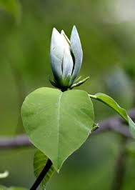Attēlu rezultāti vaicājumam “Magnolia acuminata bud”