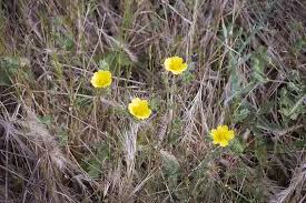 Image result for Potentilla recta