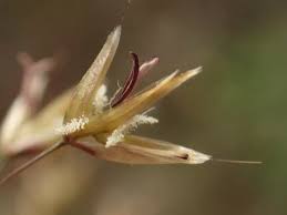 Attēlu rezultāti vaicājumam “Deschampsia flexuosa”