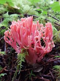 Attēlu rezultāti vaicājumam “Hydnocristella himantia”