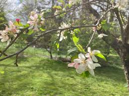 Attēlu rezultāti vaicājumam “Malus baccata”