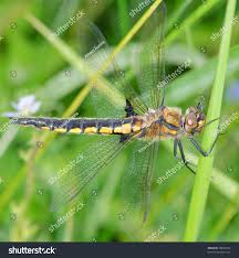 Attēlu rezultāti vaicājumam “Epitheca bimaculata”