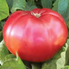 Afbeeldingsresultaat voor caspian pink tomato