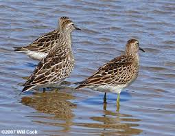 Image result for Calidris melanotos