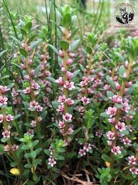 Attēlu rezultāti vaicājumam “Glaux maritima flower”