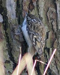 Attēlu rezultāti vaicājumam “Certhia familiaris adult”