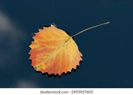 Attēlu rezultāti vaicājumam “Populus x petrowskyana leaf”