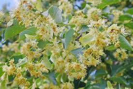 Attēlu rezultāti vaicājumam “Tilia x vulgaris”