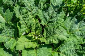 Attēlu rezultāti vaicājumam “Arctium tomentosum leaf”