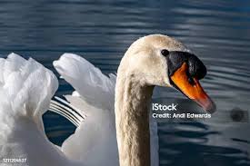 Attēlu rezultāti vaicājumam “Cygnus olor adult”