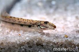 Attēlu rezultāti vaicājumam “Acalitus longisetosus”