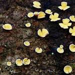 Attēlu rezultāti vaicājumam “Lachnum corticale”