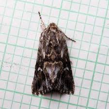 Attēlu rezultāti vaicājumam “Calophasia lunula”