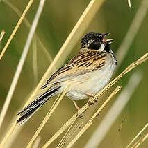 Image result for Emberiza pallasi