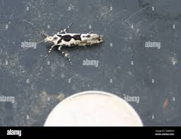 Attēlu rezultāti vaicājumam “Ypsolopha sequella”