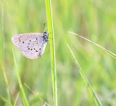 Attēlu rezultāti vaicājumam “Maculinea alcon”