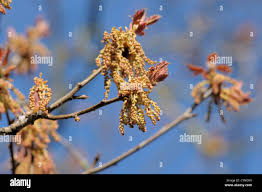 Attēlu rezultāti vaicājumam “Quercus rubra flower”