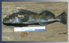 Image result for Ophiodon elongatus