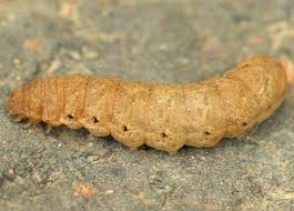 Attēlu rezultāti vaicājumam “Noctua fimbriata larva”