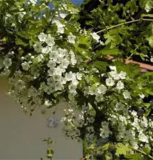 Attēlu rezultāti vaicājumam “Crataegus x macrocarpa”