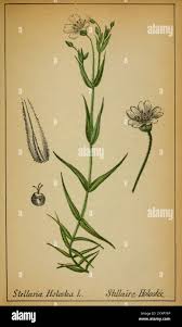 Attēlu rezultāti vaicājumam “Stellaria holostea fruit”