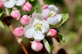 Attēlu rezultāti vaicājumam “Malus domestica flower”