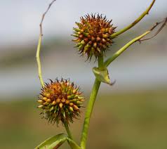Attēlu rezultāti vaicājumam “Sparganium neglectum”