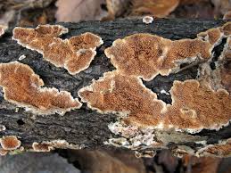 Attēlu rezultāti vaicājumam “Steccherinum bourdotii”