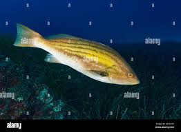 Image result for Epinephelus costae