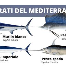 Image result for Kajikia albida