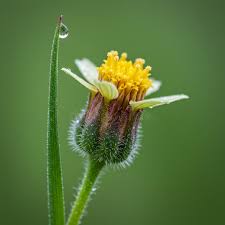 Attēlu rezultāti vaicājumam “Agrimonia pilosa bud”