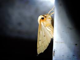 Attēlu rezultāti vaicājumam “Crocallis elinguaria larva”