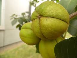 Attēlu rezultāti vaicājumam “Carya ovata fruit”