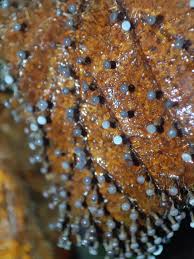 Attēlu rezultāti vaicājumam “Physarum orbis”